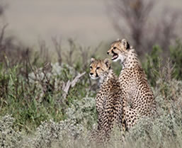 Botswana Kalahari Wilderness Safari