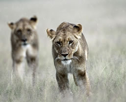 Botswana Kalahari Wilderness Safari