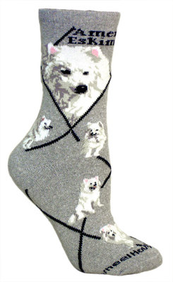 American Eskimo Dog on gray PH1103