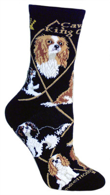 Cavalier King Charles on black PH1155