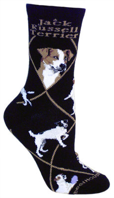 Jack Russell Terrier on black PH1156