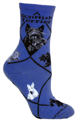 Scottish Terrier on blue PH1178