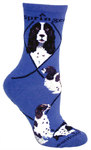 English Springer Spaniel on blue PH1177