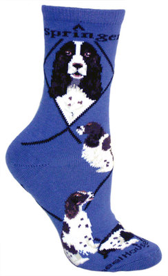 English Springer Spaniel on blue PH1177