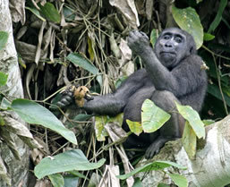 Congo Gorilla Safari - Boundless Journeys