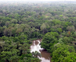 Congo Gorilla Safari - Boundless Journeys