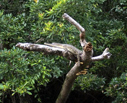 Congo Gorilla Safari - Boundless Journeys