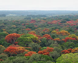 Congo Gorilla Safari - Boundless Journeys