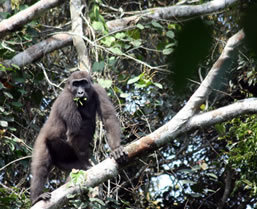 Congo Gorilla Safari - Boundless Journeys