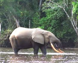 Congo Gorilla Safari - Boundless Journeys