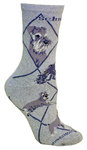 Schnauzer on gray PH1176