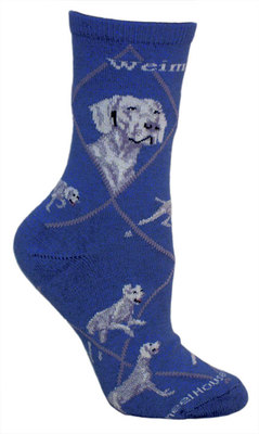 Weimaraner on indigo PH1151