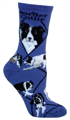 Border Collie on indigo PH1148