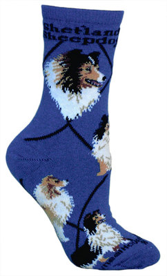 Shetland Sheepdog on indigo PH1149