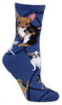Chihuahua on indigo PH1172