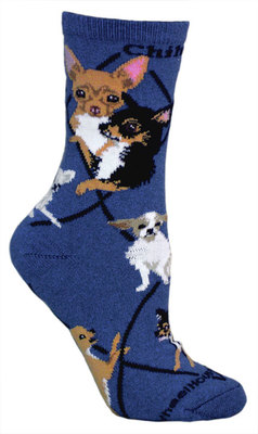 Chihuahua on indigo PH1172