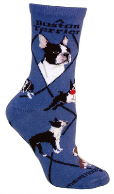 Boston Terrier on indigo PH1152