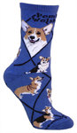 Pembroke Welsh Corgi on indigo PH1168