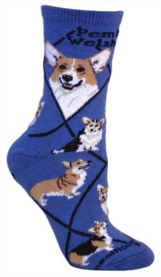 Pembroke Welsh Corgi on indigo PH1168