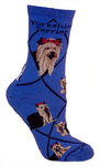 Yorkshire Terrier on blue PH1133