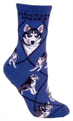 Siberian Husky on blue PH1164