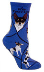 Rat Terrier on blue PH1165