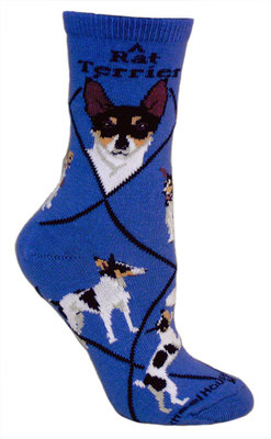 Rat Terrier on blue PH1165