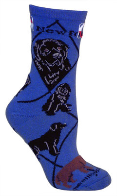 Newfoundland on blue PH1138