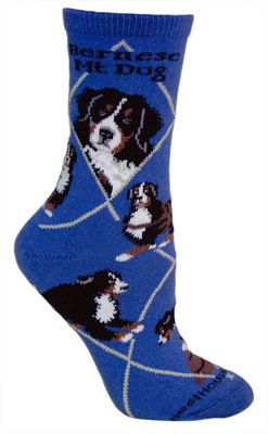 Bernese Mt Dog on blue PH1174