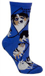 Australian Shepherd on blue PH1141
