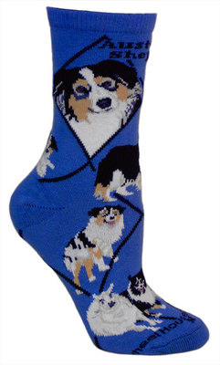 Australian Shepherd on blue PH1141