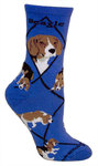 Beagle on blue PH1146