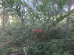 Torch Lily