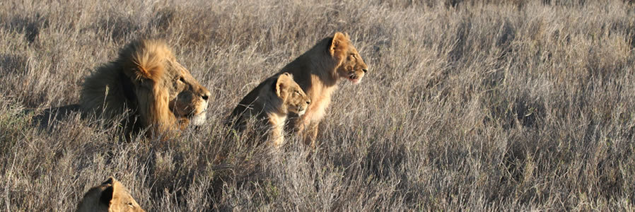 Tanzania and Kenya Safari