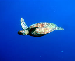 Snorkeling in Palau - Boundless Journeys