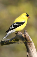 May Finch