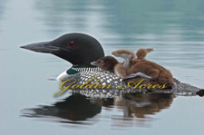 Loon Carrying Chick 2006