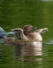 Flapping loon chick