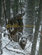 Deer in the Blizzard