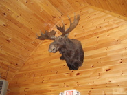 moose