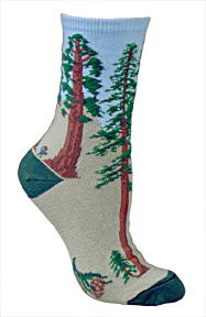 Conifer Tree PH389