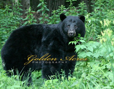 Hurricane Hill Black Bear 2006