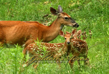 Twin Fawns