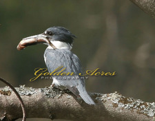 Kingfisher with Fish