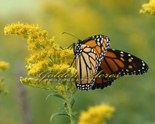 Monarch and Goldenrod