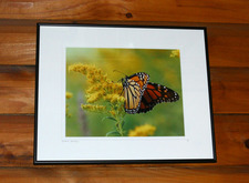 Framed Photos