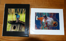 Matted Photos
