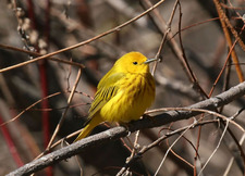 Yellow Warbler