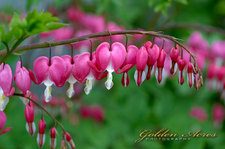 "Andree's Hearts"