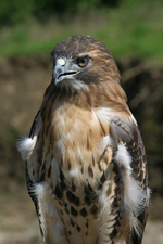 "Red-tailed Hawk"